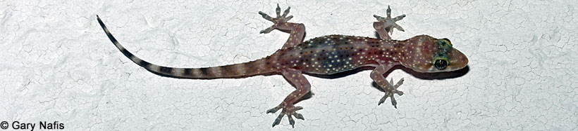 Mediterranean House Gecko