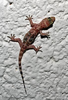 Mediterranean House Gecko