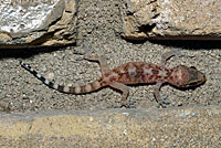 Mediterranean House Gecko