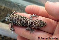 Mediterranean House Gecko