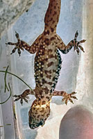 Mediterranean House Gecko