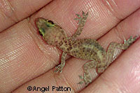 Mediterranean House Gecko