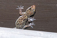 Mediterranean House Gecko