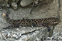 Mediterranean House Gecko