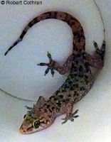 Mediterranean House Gecko