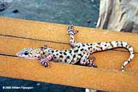 Mediterranean House Gecko