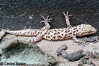 Mediterranean House Gecko