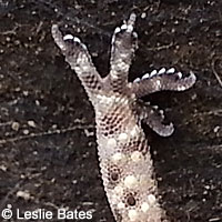 Mediterranean House Gecko