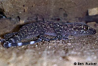 Mediterranean House Gecko