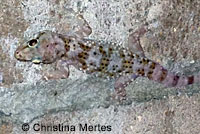 Mediterranean House Gecko