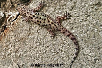 Mediterranean House Gecko