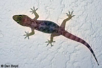 Mediterranean House Gecko