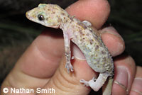 Mediterranean House Gecko