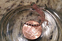 Mediterranean House Gecko