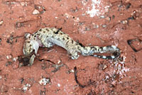 Mediterranean House Gecko