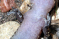 Mediterranean House Gecko