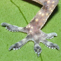 Mediterranean House Gecko