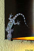 Mediterranean House Gecko