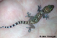 Mediterranean House Gecko