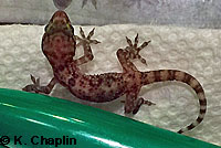 Mediterranean House Gecko