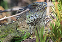 Coast Horned Lizard