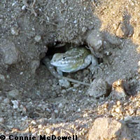 Western Side-blotched Lizard