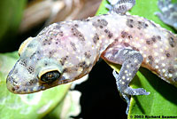 Mediterranean House Gecko