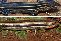 skink