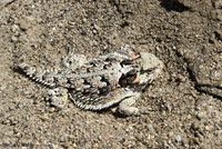 Coast Horned Lizard