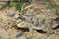 Coast Horned Lizard