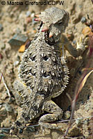 Coast Horned Lizard