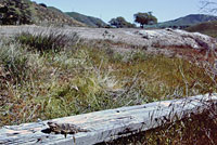 Coast Horned Lizard