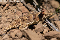 Coast Horned Lizard