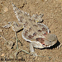 Coast Horned Lizard