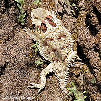 Coast Horned Lizard