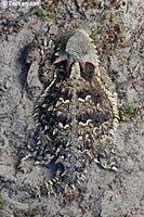 Coast Horned Lizard