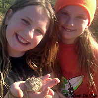 Coast Horned Lizard