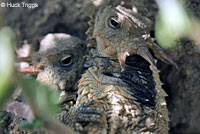 Coast Horned Lizard