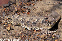 Coast Horned Lizard