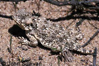 Coast Horned Lizard