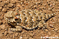 Coast Horned Lizard