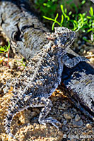 Coast Horned Lizard