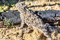 Coast Horned Lizard