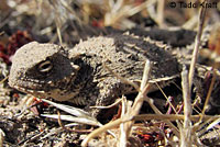 Coast Horned Lizard