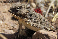 Coast Horned Lizard