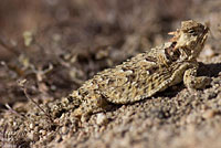 Coast Horned Lizard