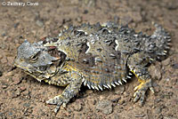 Coast Horned Lizard