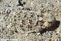 Coast Horned Lizard