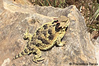 Coast Horned Lizard