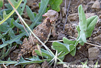 Coast Horned Lizard